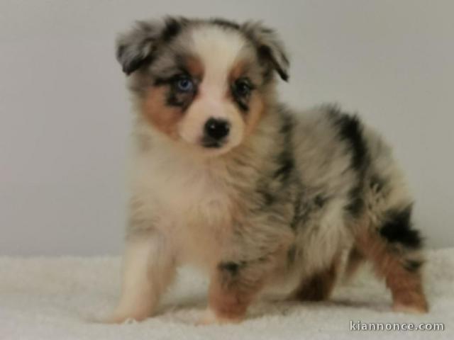 Chiot Berger Australien femelle bleu merle - queue longue