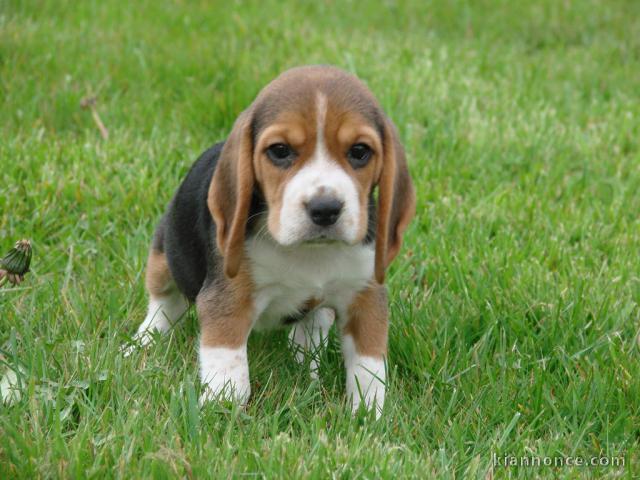 2 Adorables Chiots Beagle mal, femelle