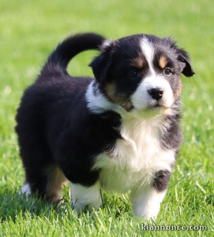 Magnifique chiots  Yorkshire