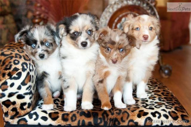 Chiots bergers  australien pure races 