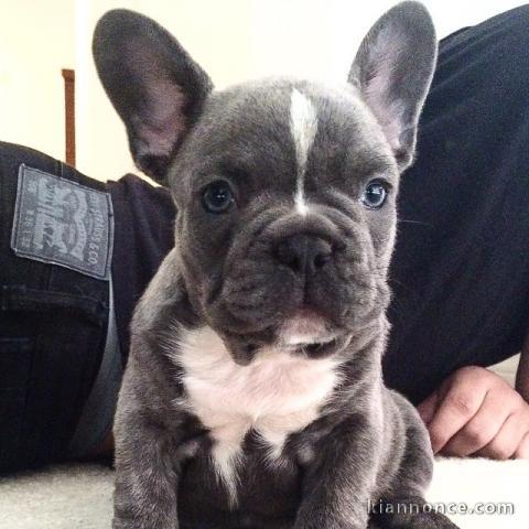 Adoption de bouledogue français