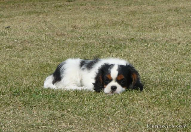 Magnifiques chiots cavalier king