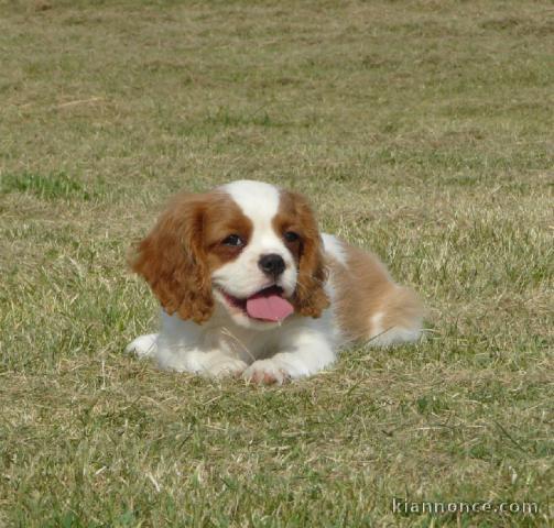 Magnifiques chiots cavalier king