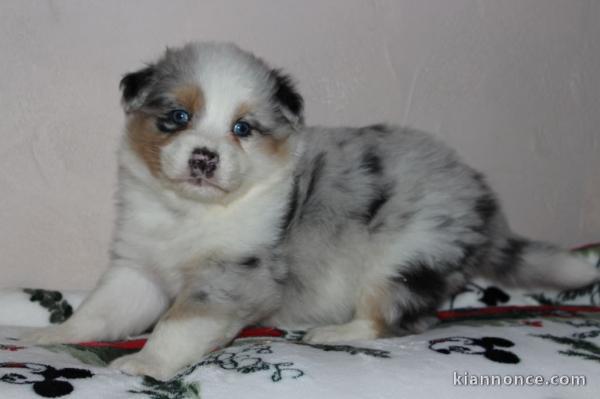 Magnifiques chiots berger australien