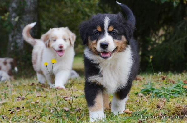 Magnifiques chiots berger australien