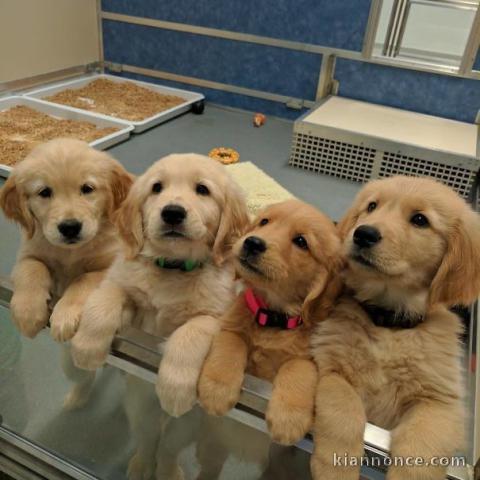 Chiots de race golden retriever 