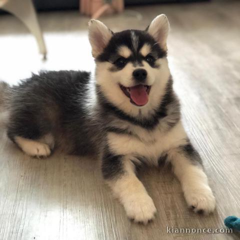 Magnifique HUSKY SIBÉRIEN à adopter 