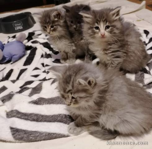 Magnifique chatons de race norvegien  en adoption