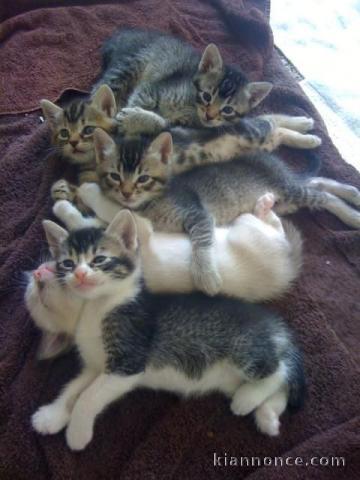 Magnifique chatons de race siberien   en adoption