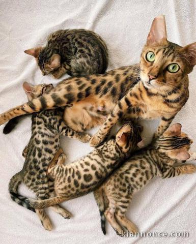 Chatons bengal pure races