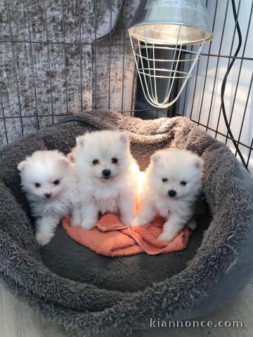 Adorable chiots Spitz nain