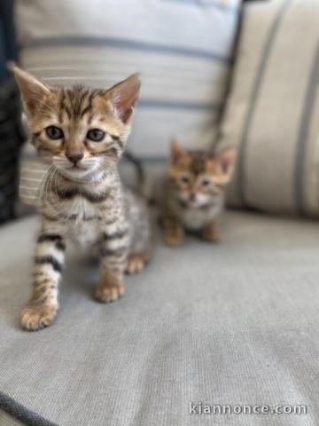 superbe chats de race Bengal