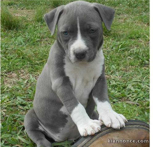 Donne chiot américain Staffordshire terrier