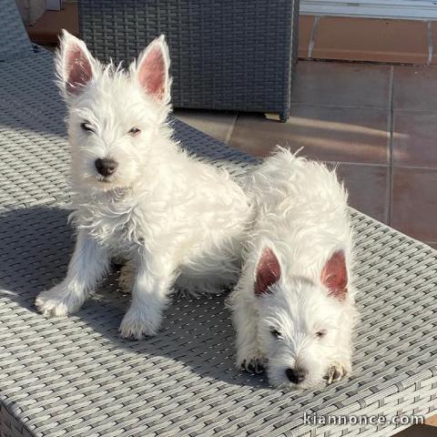 Mâle et femelle westie a donné