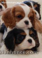 Chiots Cavalier King Charles a reserver