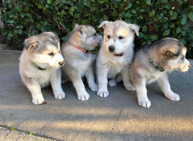 dons de mes chiots husky siberian