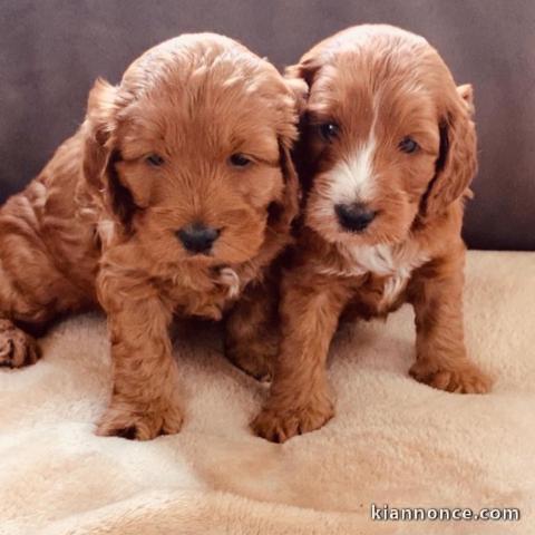 cockapoo A Donne contre bon sion