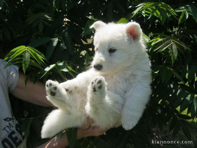 A donne choit berger blanc Suisse