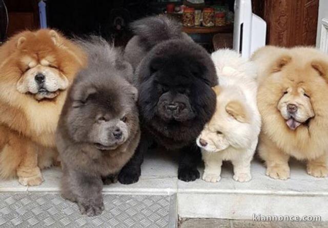 Adorables chiots chow chow lof 