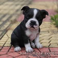 Adorables chiots boston terrier lof 