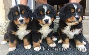 Adorables chiots bouvier bernois lof 