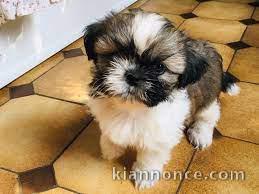 Adorables chiots shih tzu lof 