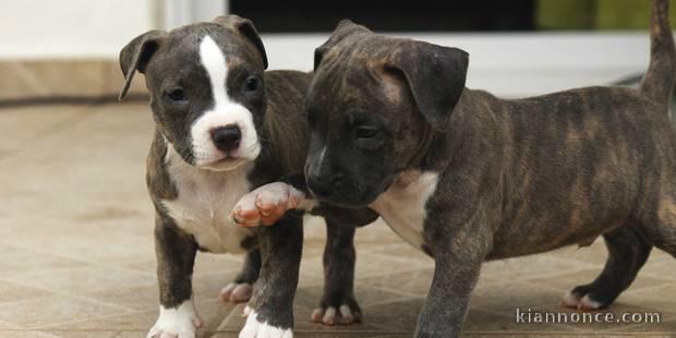 Adorables chiots amstaff lof