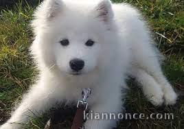 Adorables chiots samoyede lof