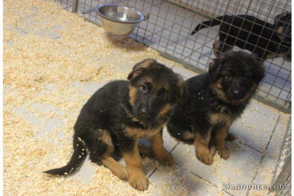 Adorables chiots berger allemand lof 