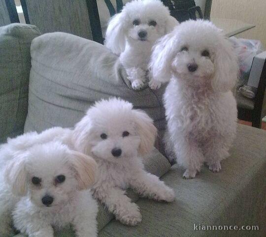 Adorables chiots caniche lof 