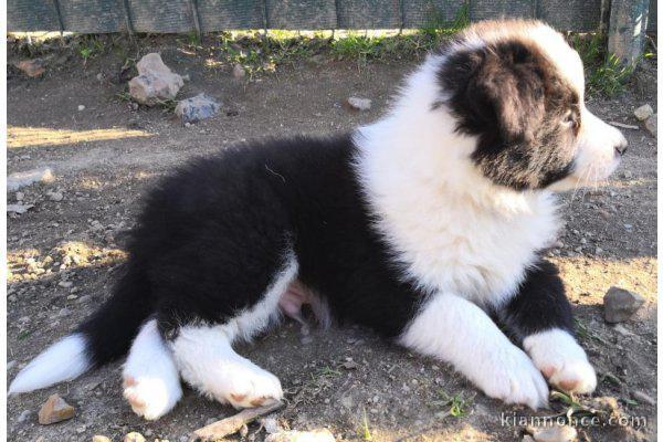 Adorables chiots border collie lof 