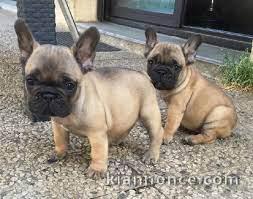 Adorables chiots bouledogue français lof 