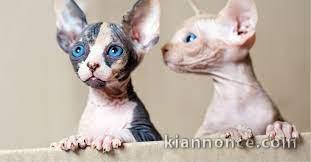 Bengal and sphynx kittens