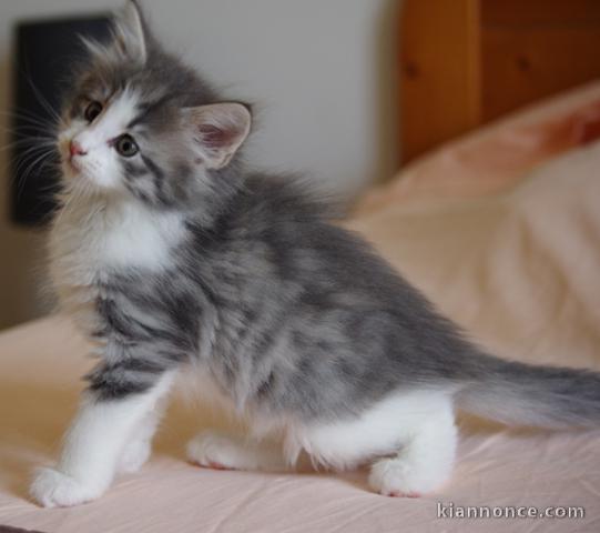 CHATONS NORVEGIEN LOOF