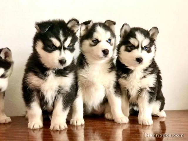 Magnifique chiot husky sibérien