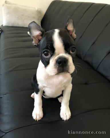 Adorable petite chiot Boston Terrier femelle