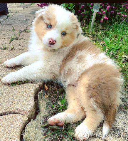 Très Belle Chiot Berger Australien Rouge merle Femelle  