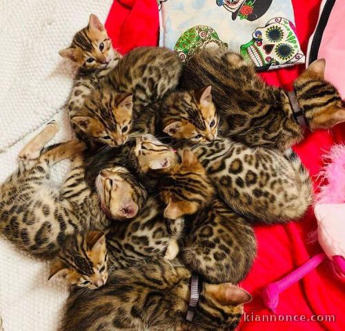 Donne des chatons bengal contre bon soin 