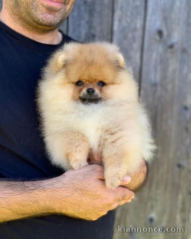 Spitz nain pomeranian