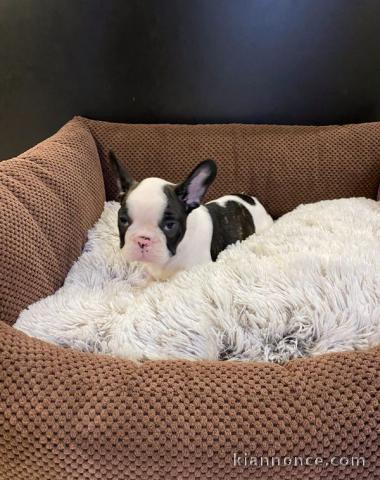 Bouledogue français de race