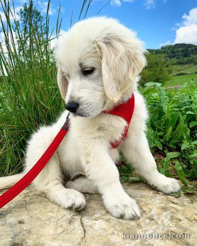 Magnifique chiot Golden Retriever Femelle.  Elle a vraiment besoi