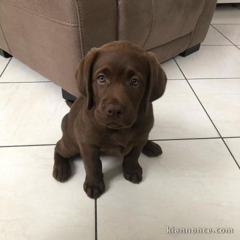 Adorable chiot Labrador femelle.