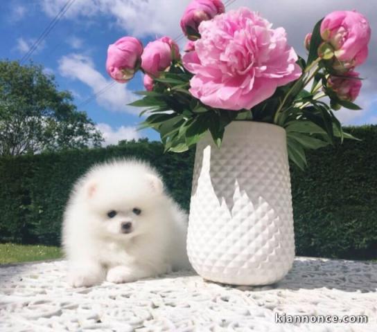 Magnifique chiots Spitz nain