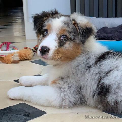 Magnifique chiots Berger Australien en adoption pour de bonne fam