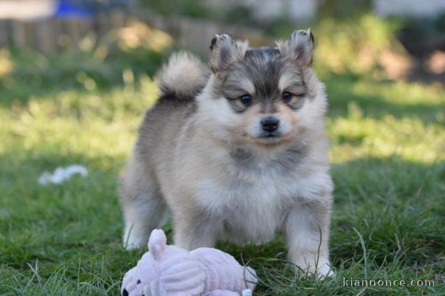 Magnifique chiot pomsky en adoption pour de bonne famille