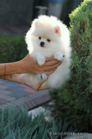 donne contre bon soin mes chiots de race spitz nain