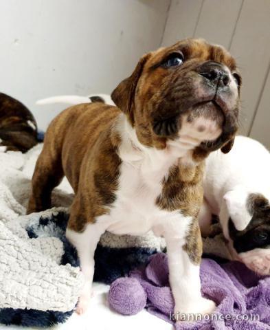 Magnifique chiot bouledogue anglais disponible