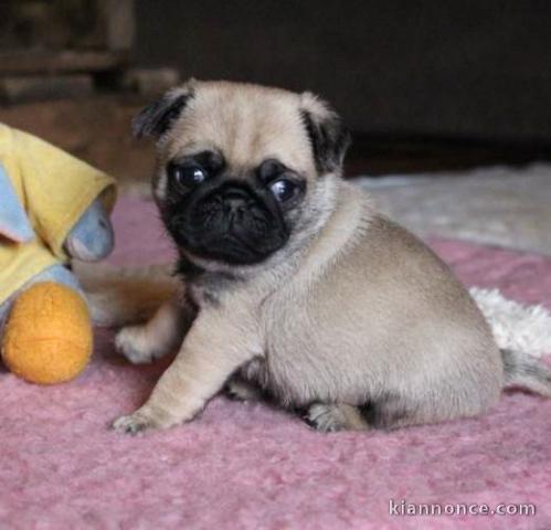 chiots carlin lof a donner