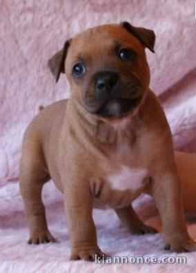 Chiots Staffordshire Bull Terrier lof a donner