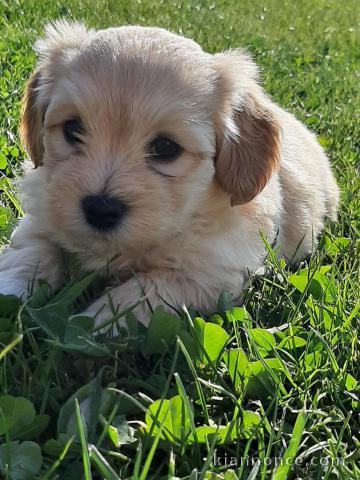 chiot bichon havanais LOF a donner